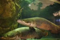 /album/pescaria/pirarucu1-jpg1/