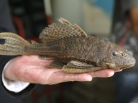 /album/pescaria/a1202365-7836-atm14-jpg1/