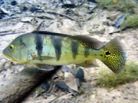 /album/pescaria/imagem-jpg/