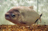 /album/pescaria/peixe-de-agua-doce-jpg1/